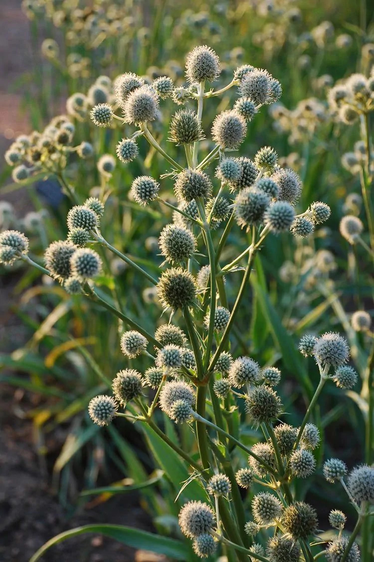 Rattlesnake Master (Eryngium yuccifolium)